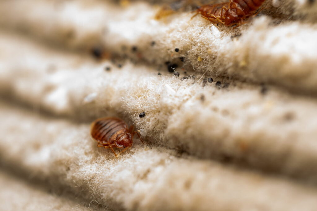 Bedbugs…Beware!