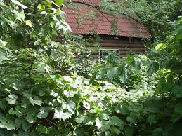 House-Foliage-1