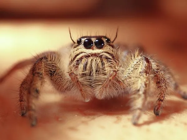 jumping-spider-pest-identification.1713880484