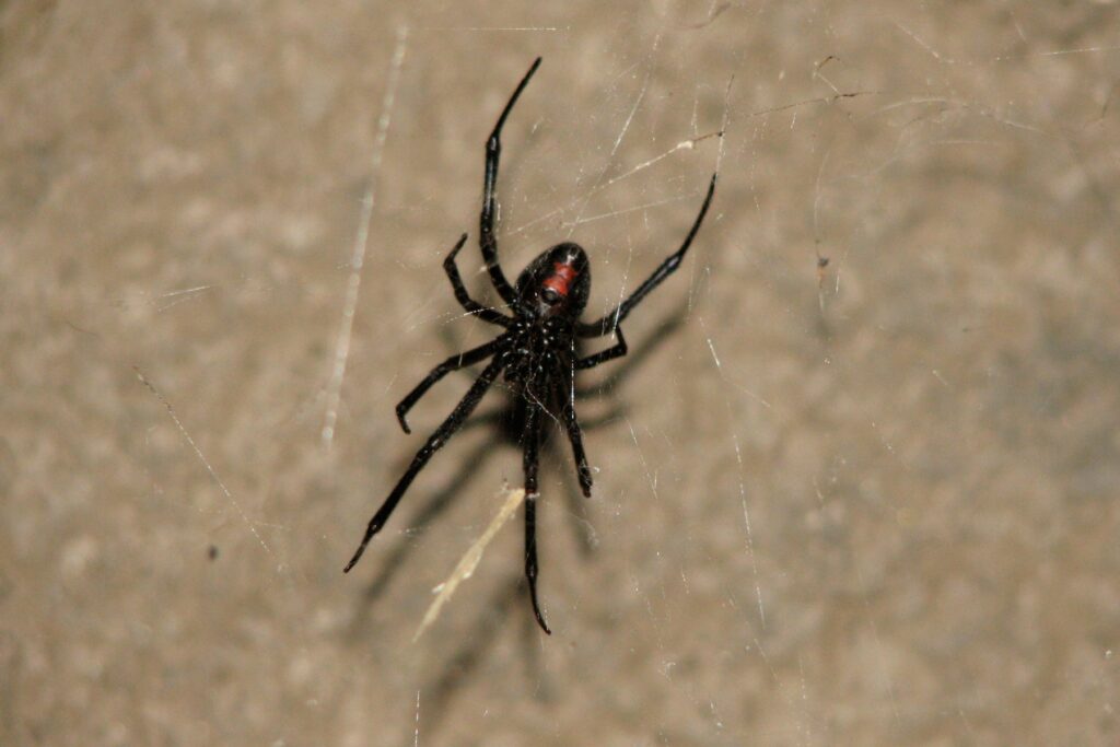 Emergency Pest Control in California