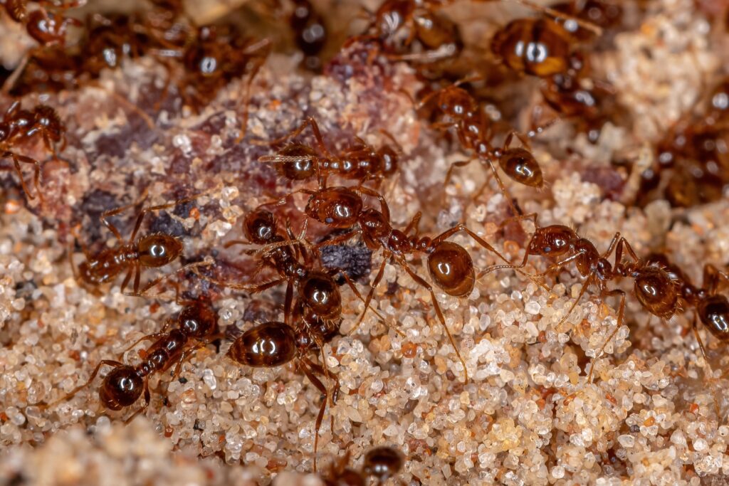 Ant Control in California