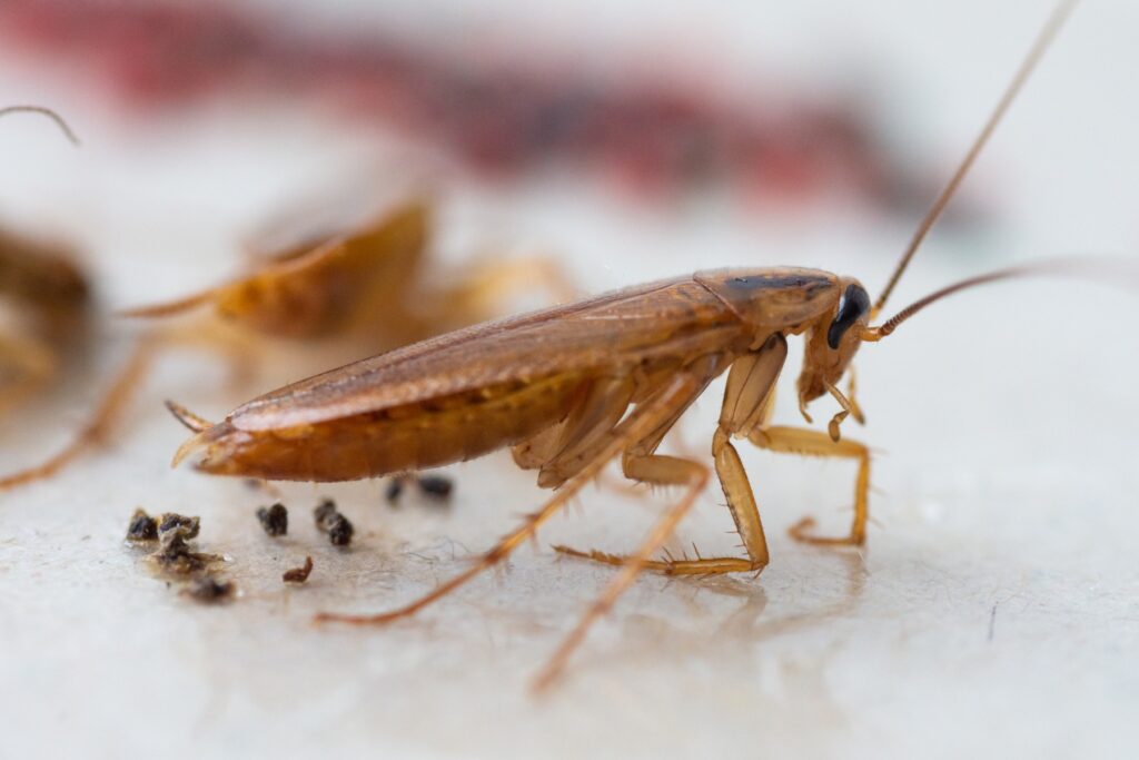 Summer Pest Trends in Southern California